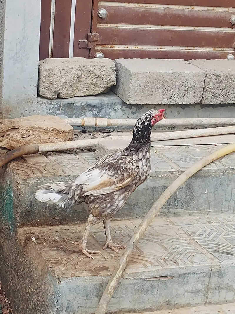 2 female and 1 male for sale — photo 3