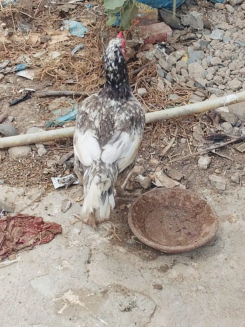 2 female and 1 male for sale — photo 4