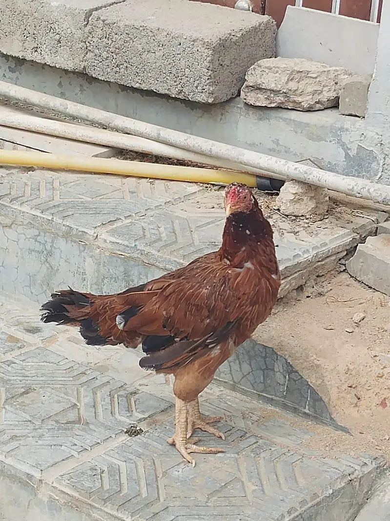 2 female and 1 male for sale — photo 5
