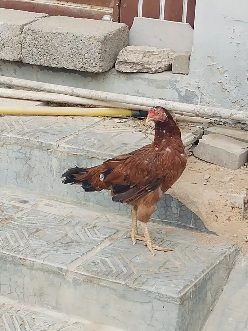 2 female and 1 male for sale — photo 6
