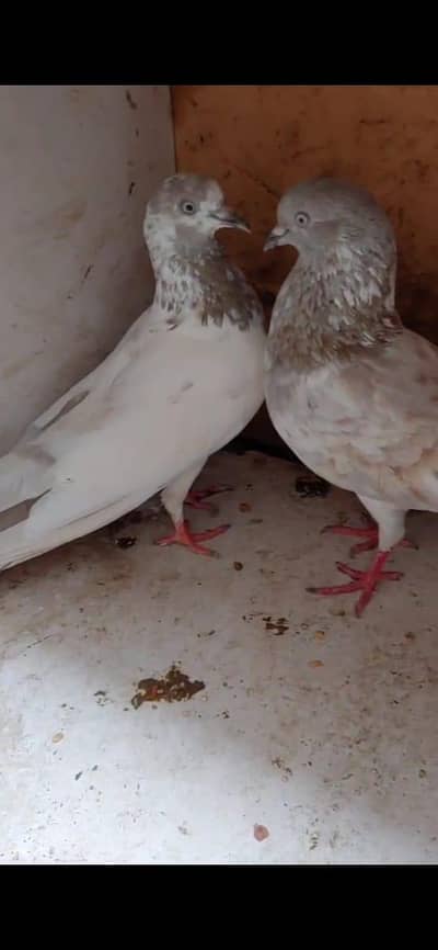 Kabli pair for sale.
