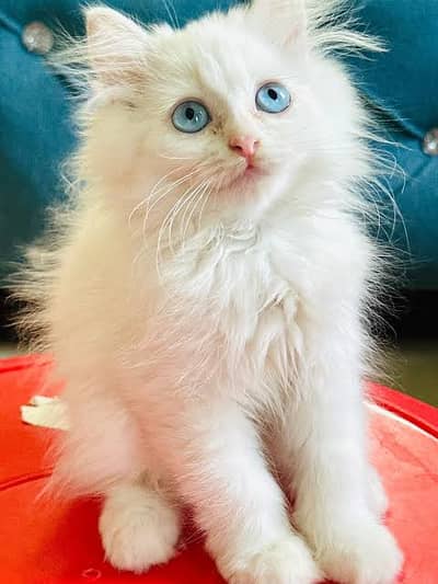Persian triple coat pair blue eyes