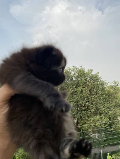 Mother with her kitten for sale