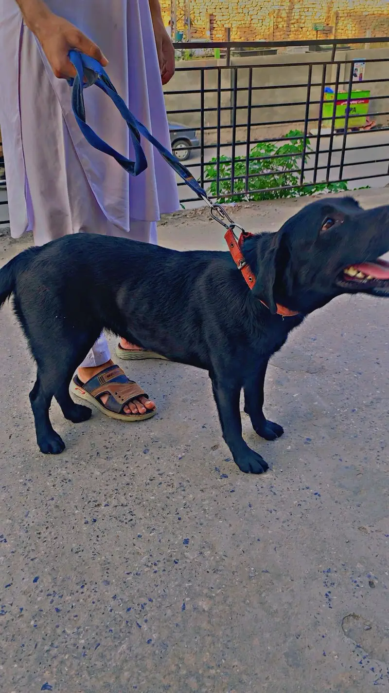 A black Labrador for sale — photo 2