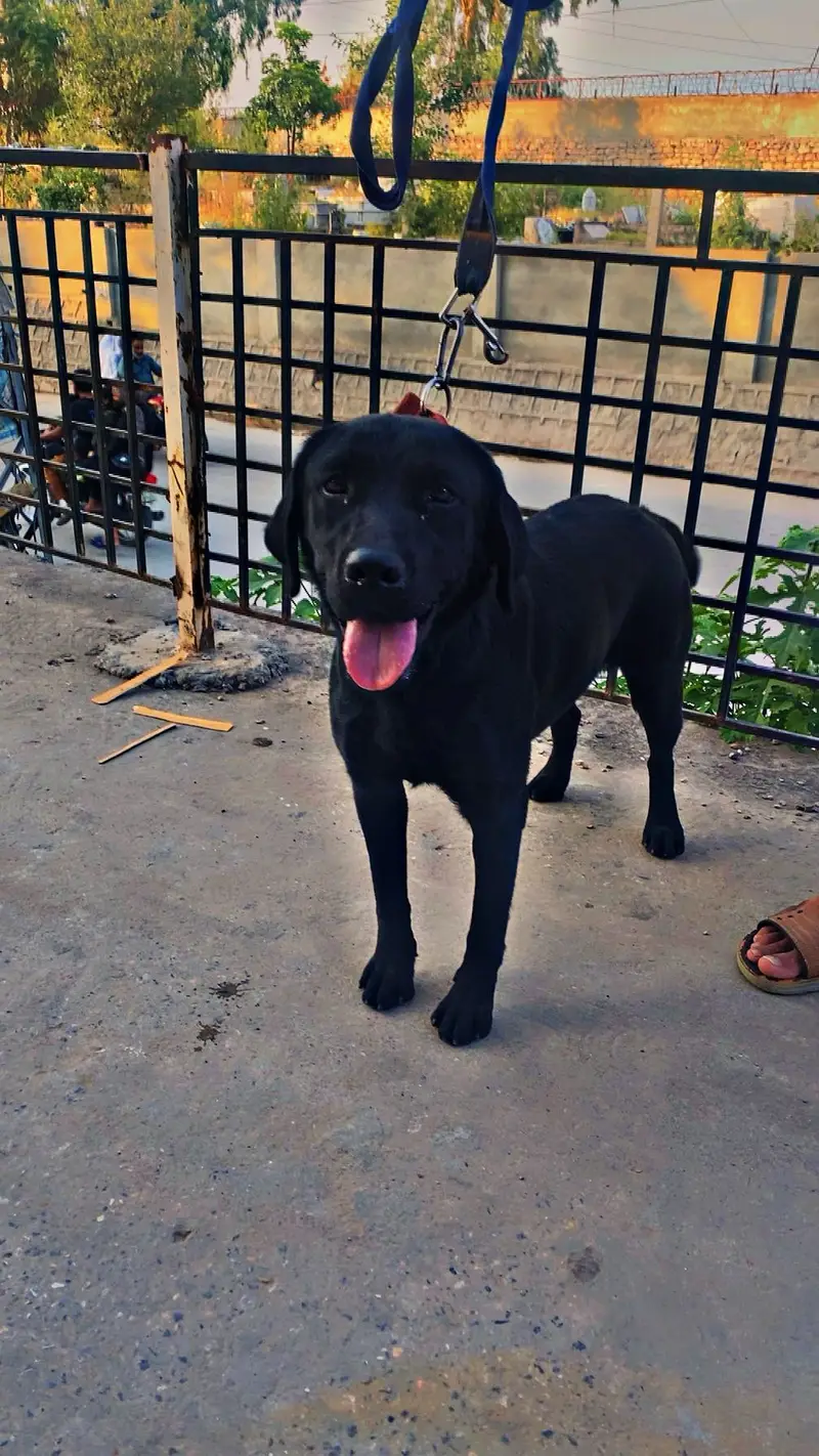 A black Labrador for sale — photo 4
