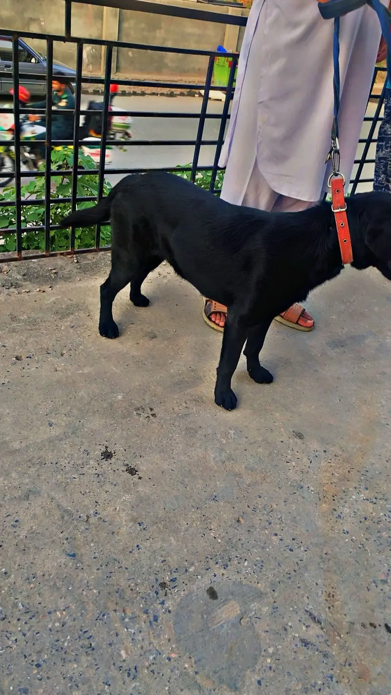 A black Labrador for sale — photo 6