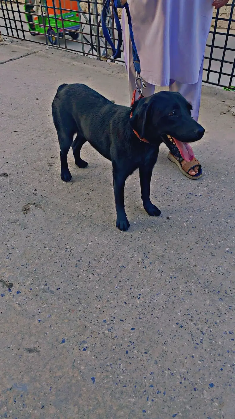 A black Labrador for sale — photo 7