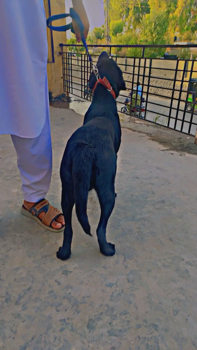 A black Labrador for sale — photo 8
