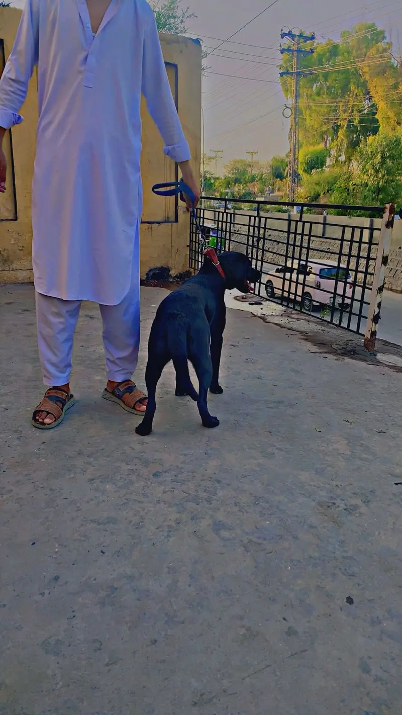 A black Labrador for sale — photo 10