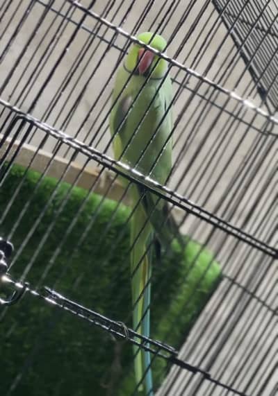 Ringnick male hn age 2 Sal breader male   exchange astalian birds