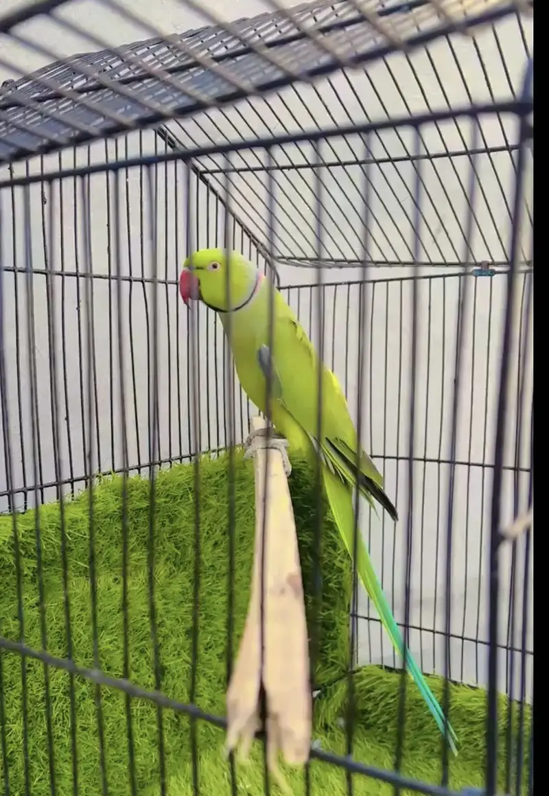 Ringnick male hn age 2 Sal breader male   exchange astalian birds — photo 2