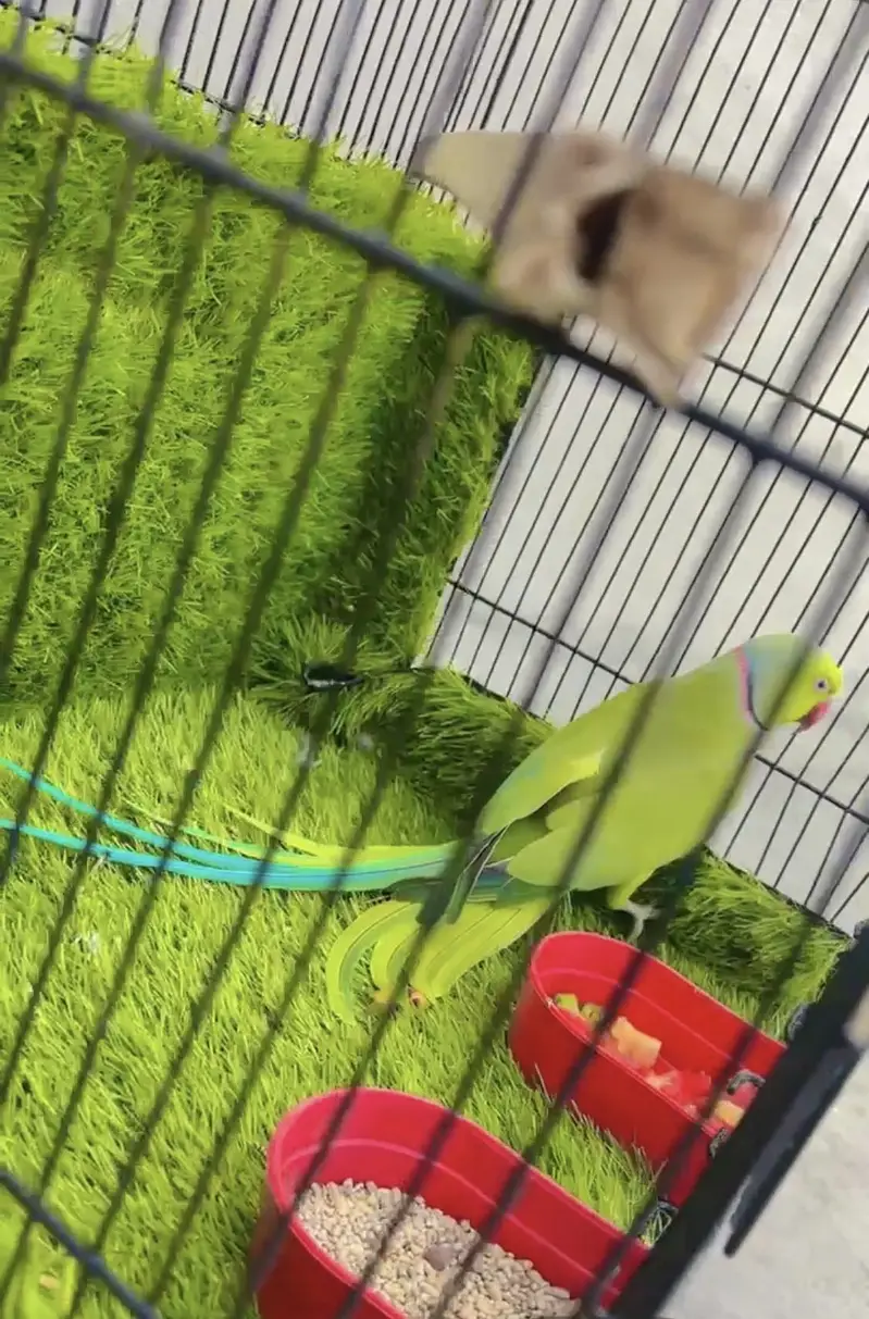 Ringnick male hn age 2 Sal breader male   exchange astalian birds — photo 3
