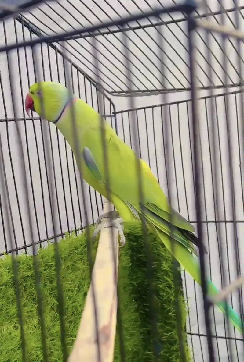Ringnick male hn age 2 Sal breader male   exchange astalian birds — photo 4