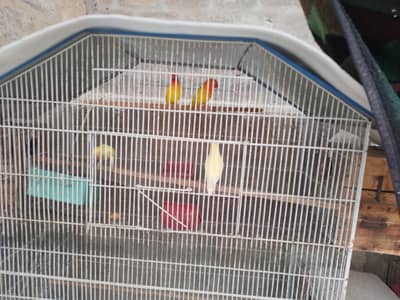 pair lutino pasnata red eyes & creamino pair +finches