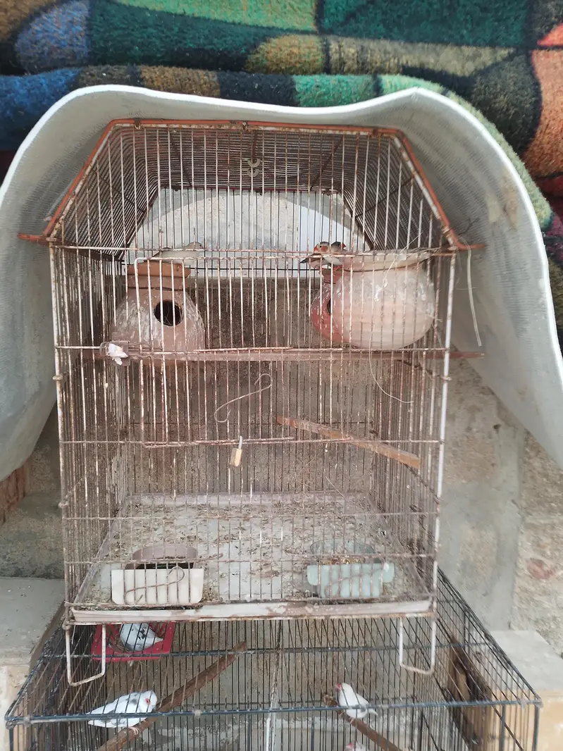 pair lutino pasnata red eyes & creamino pair +finches — photo 2