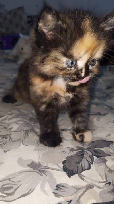 active healthy friendly kitten