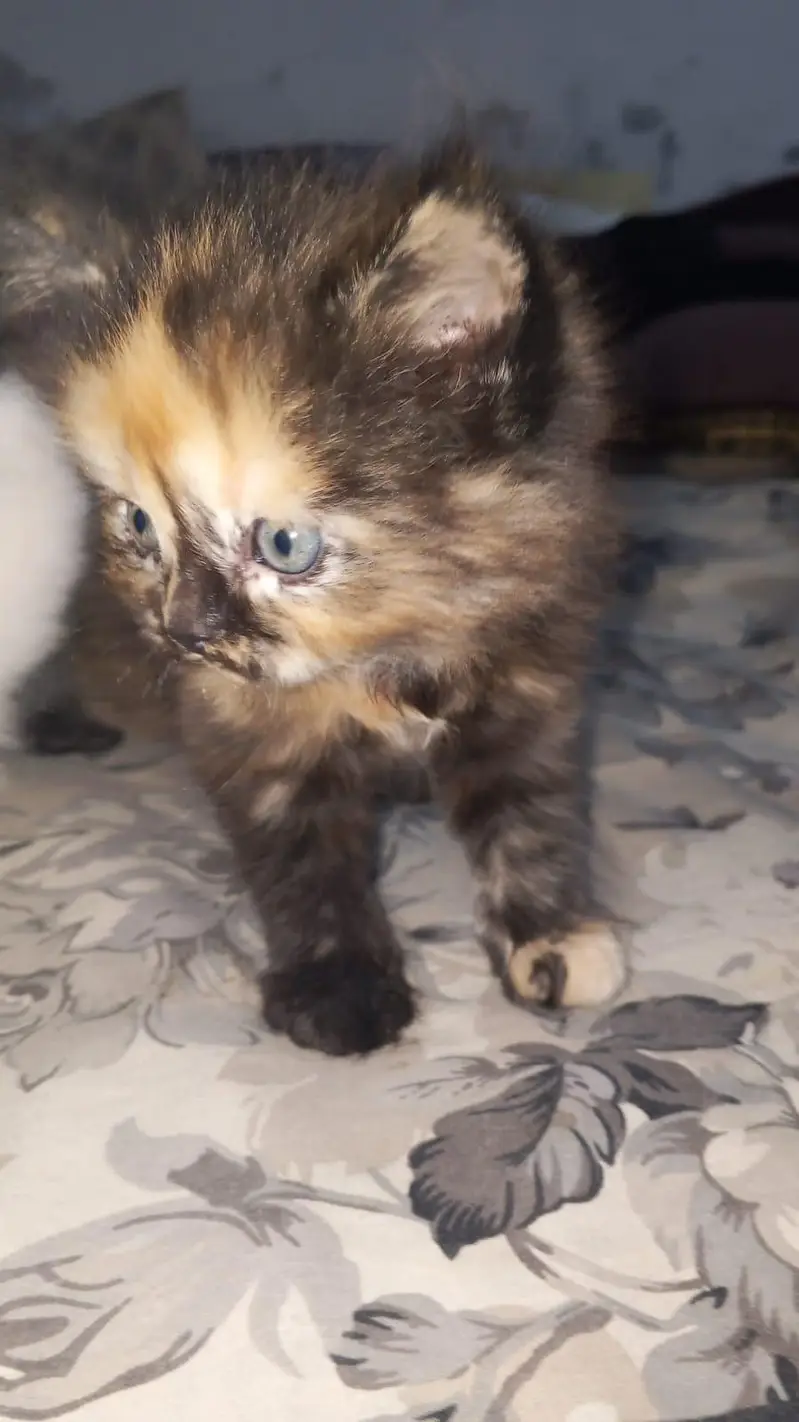 active healthy friendly kitten — photo 2