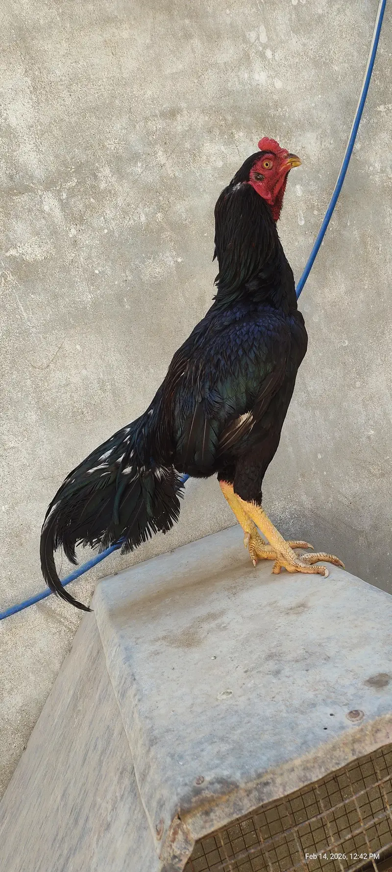 Pure Miyawali Aseel And Mushka — photo 7