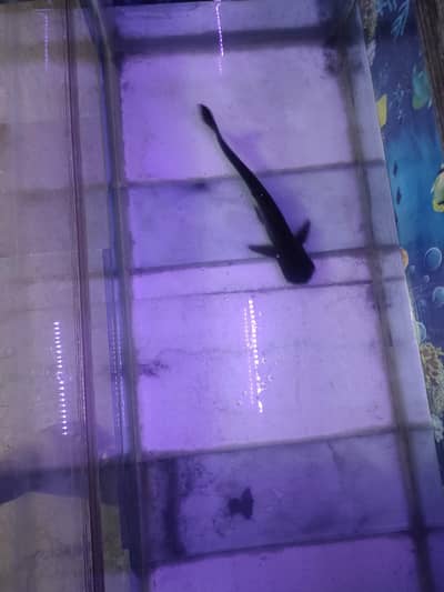 Black shark fully active
