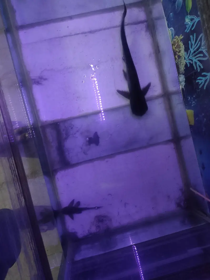 Black shark fully active — photo 2