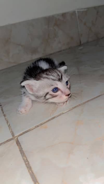 Persian cat