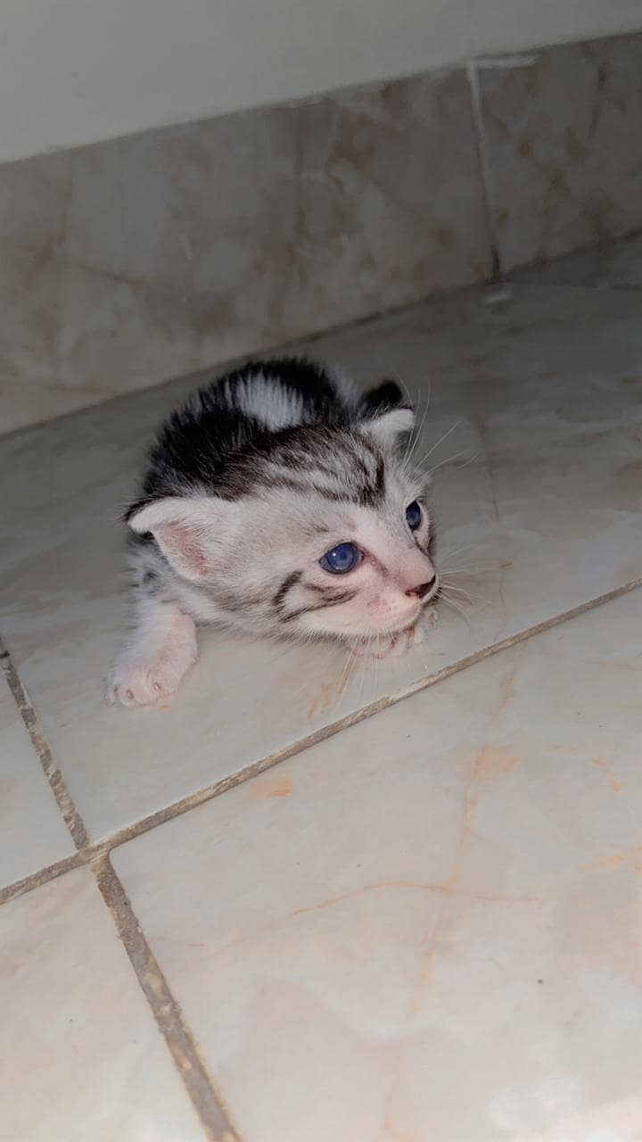 Persian cat 0