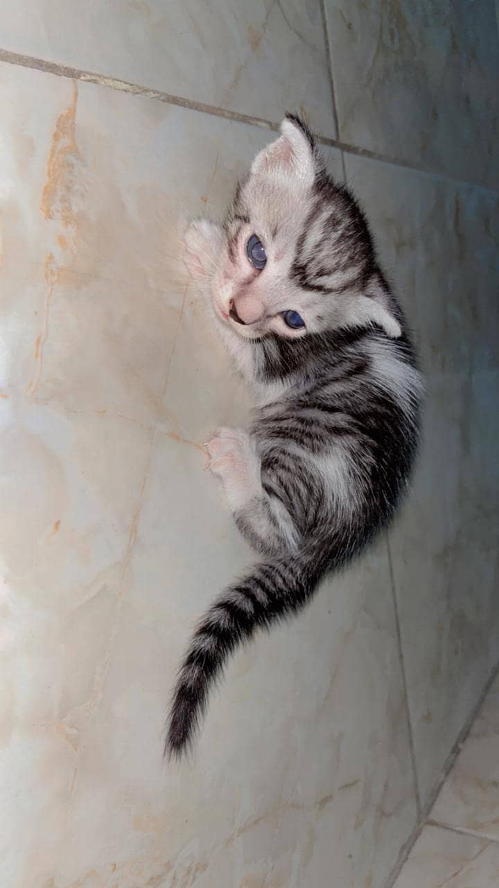 Persian cat 1
