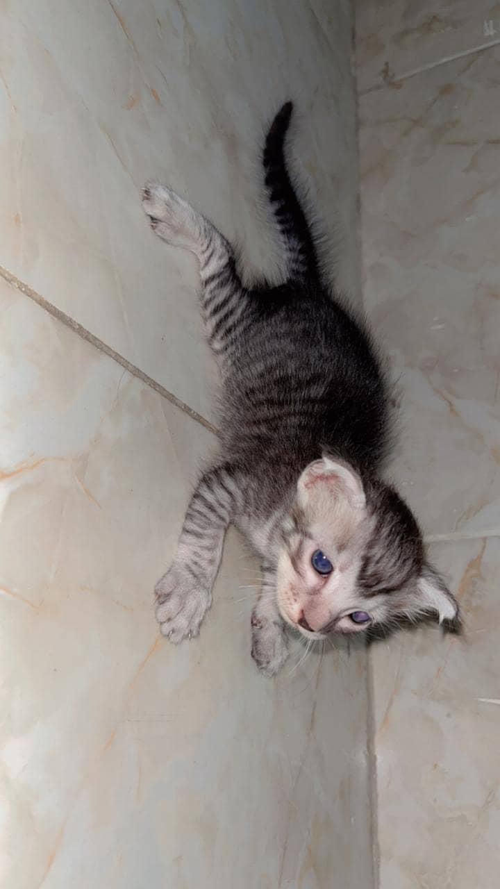 Persian cat 2