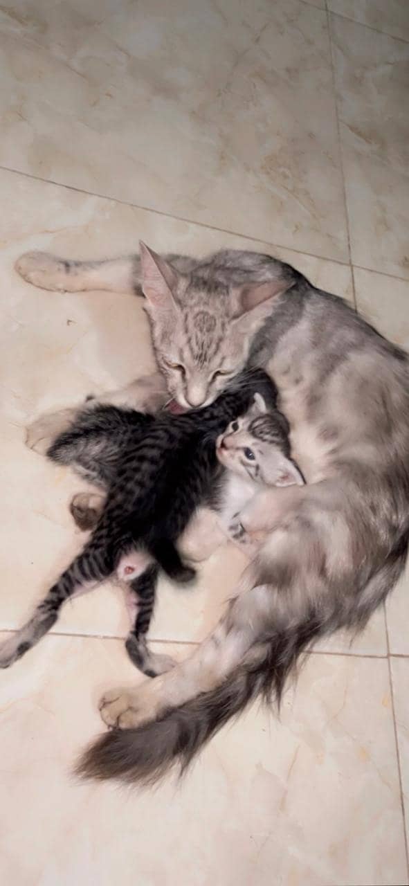 Persian cat 3