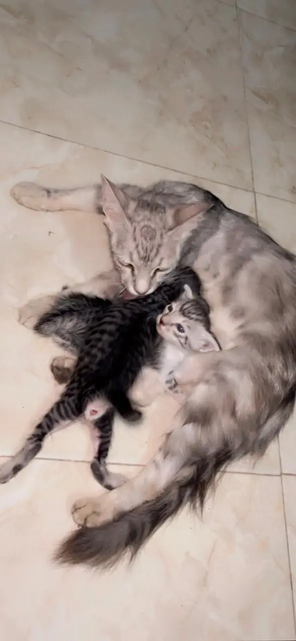 Persian cat — photo 4