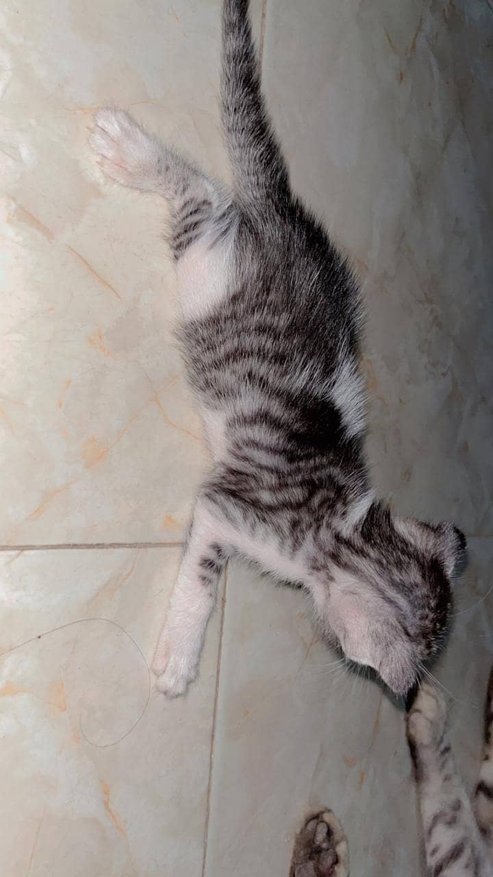 Persian cat 4