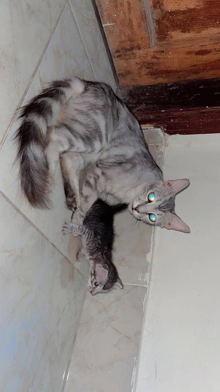 Persian cat 5