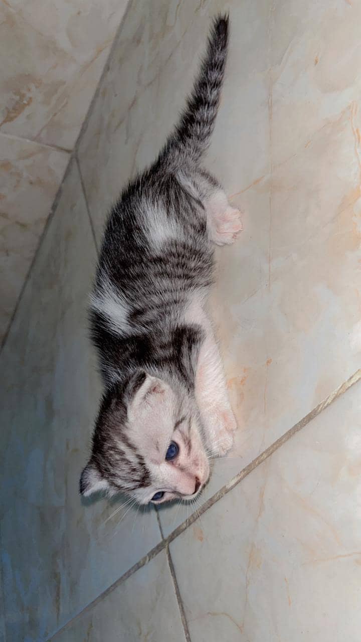 Persian cat 6