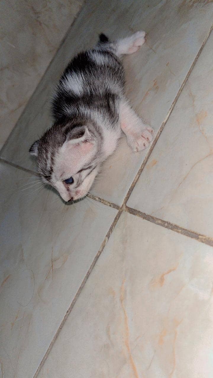 Persian cat 7