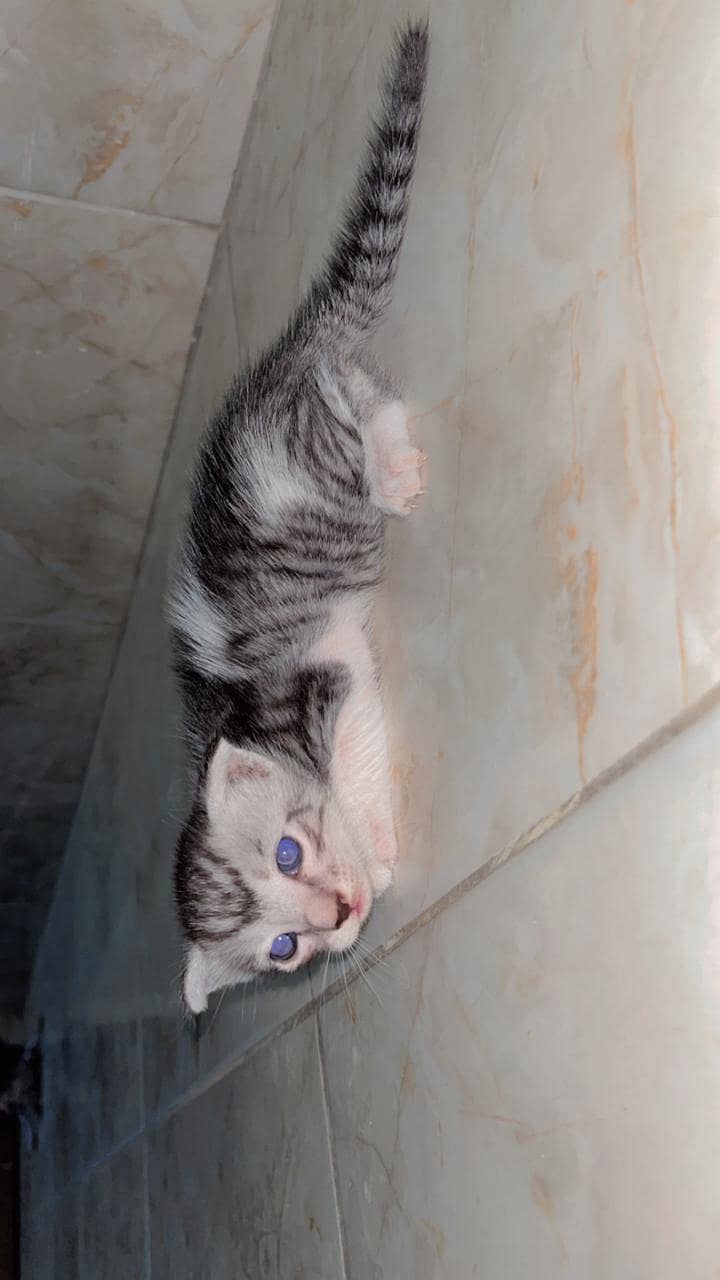 Persian cat 8