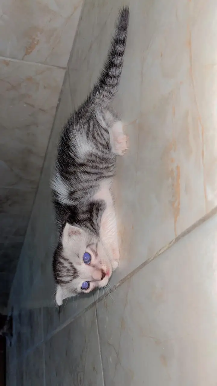 Persian cat — photo 9