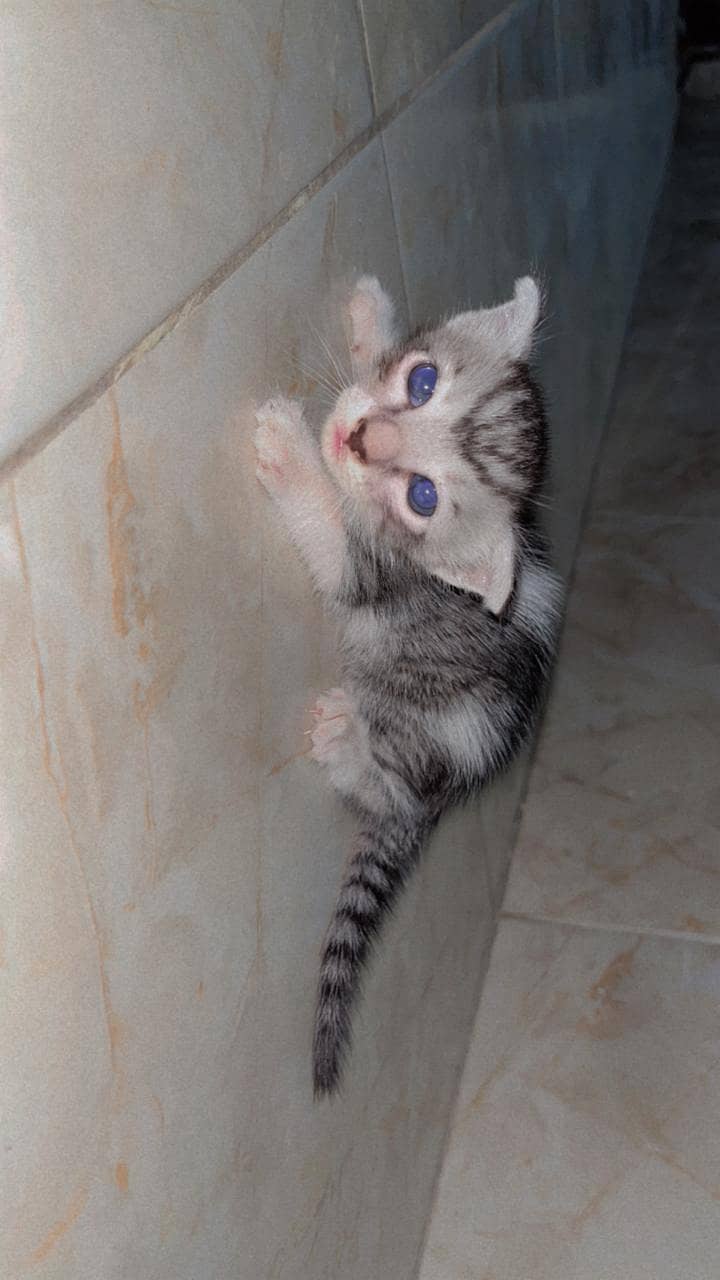 Persian cat 10