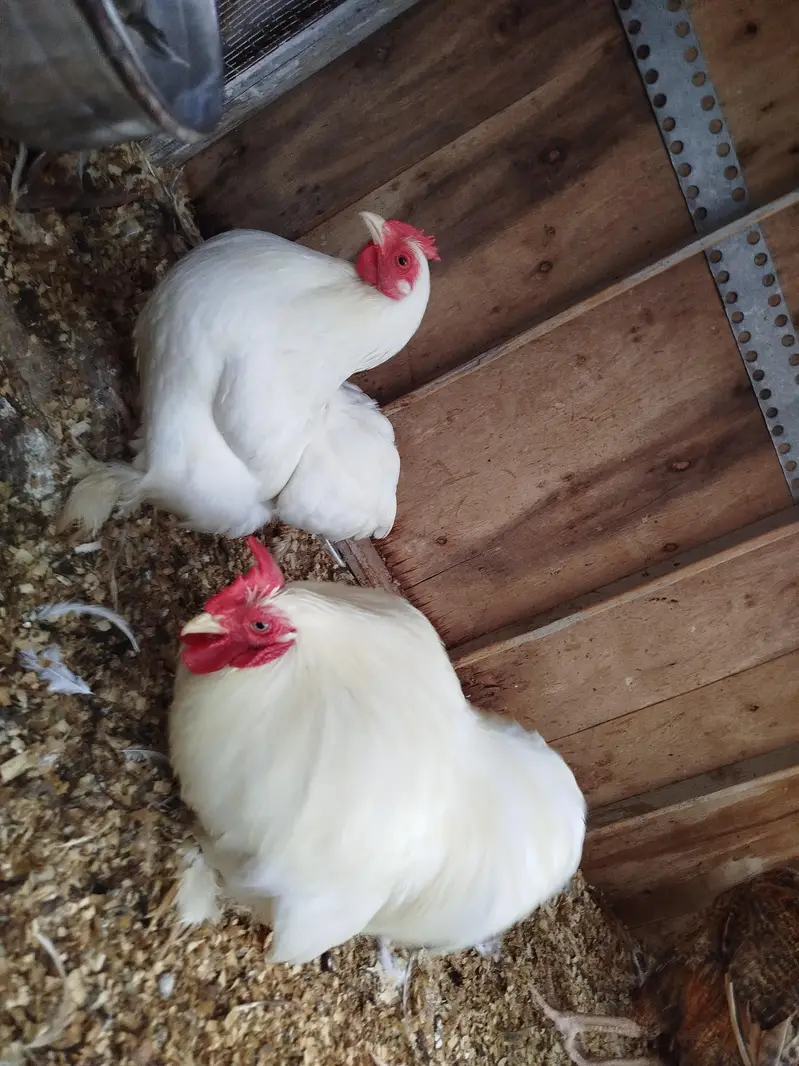 Bantam Breeder Pair — photo 2