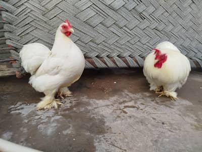 Bantam Breeder Pair