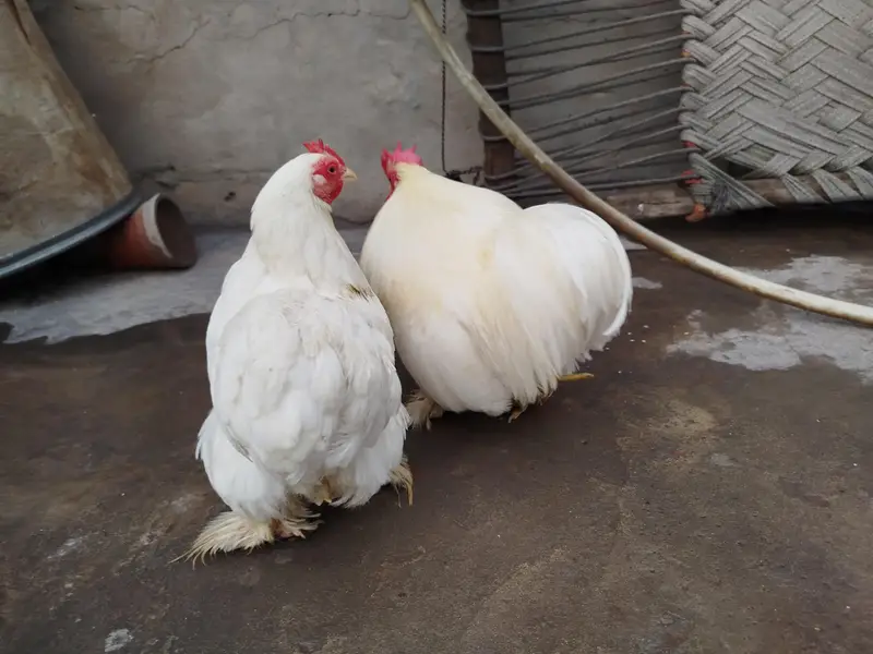 Bantam Breeder Pair — photo 3
