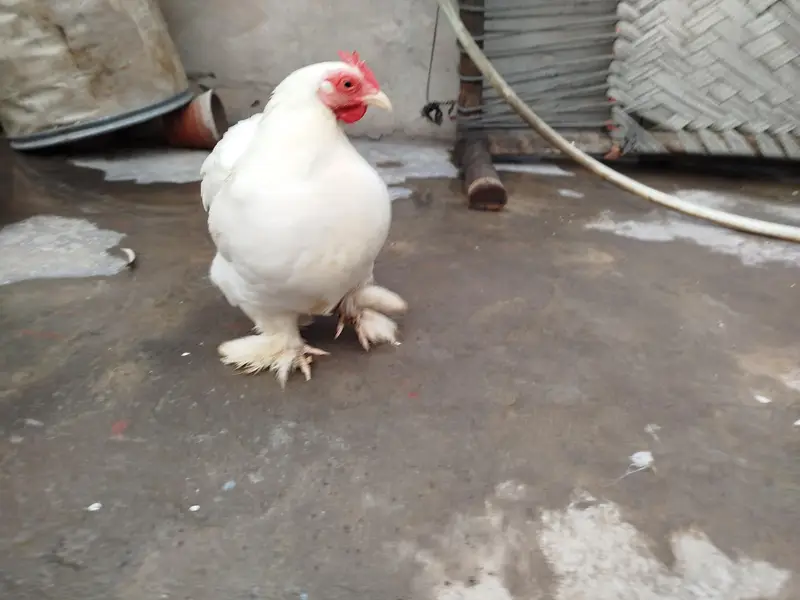 Bantam Breeder Pair — photo 4
