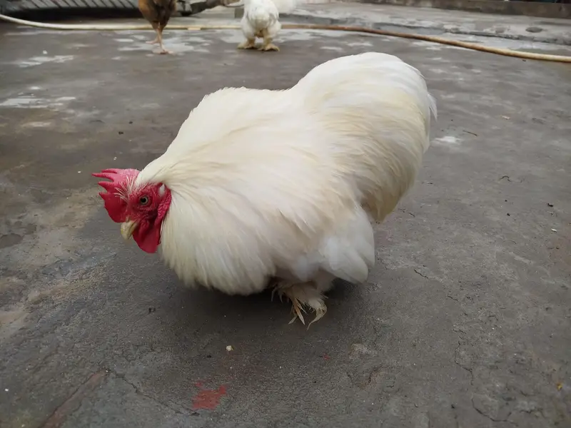 Bantam Breeder Pair — photo 5