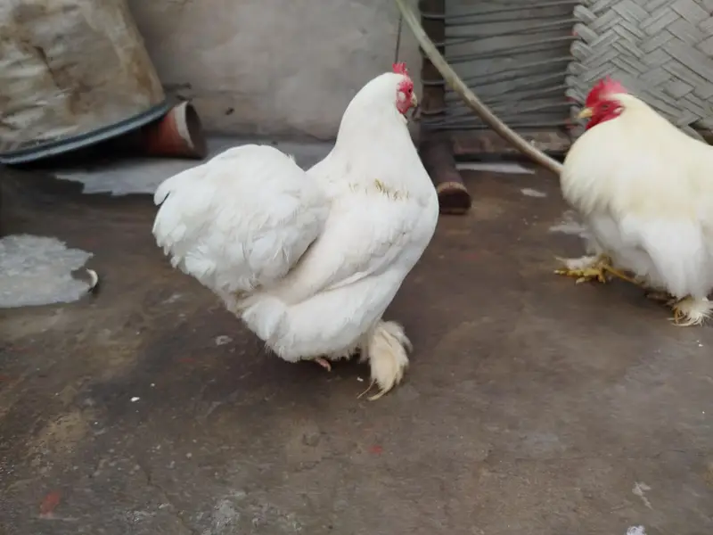 Bantam Breeder Pair — photo 6