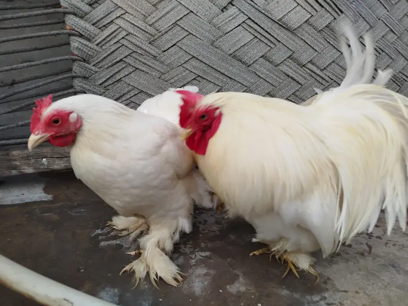 Bantam Breeder Pair — photo 7