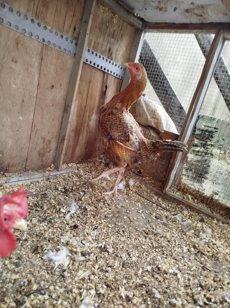 Bantam Breeder Pair — photo 8