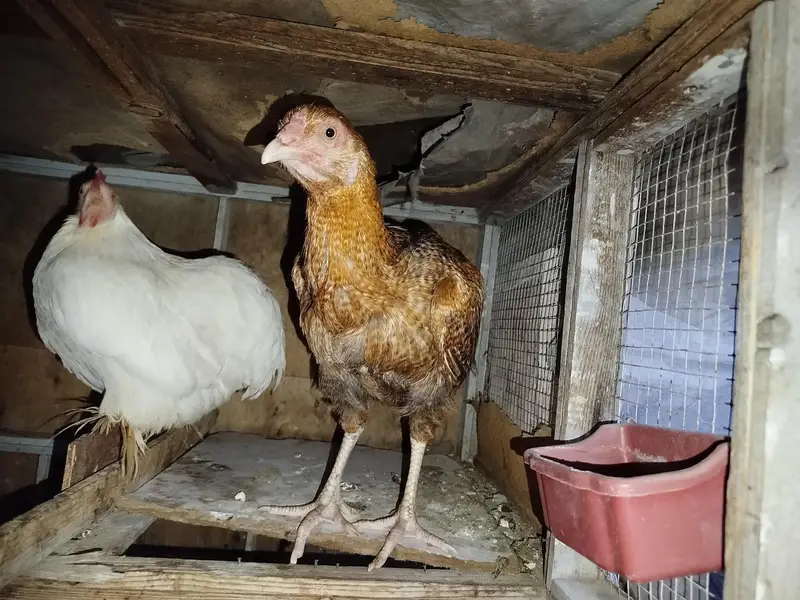 Bantam Breeder Pair — photo 9