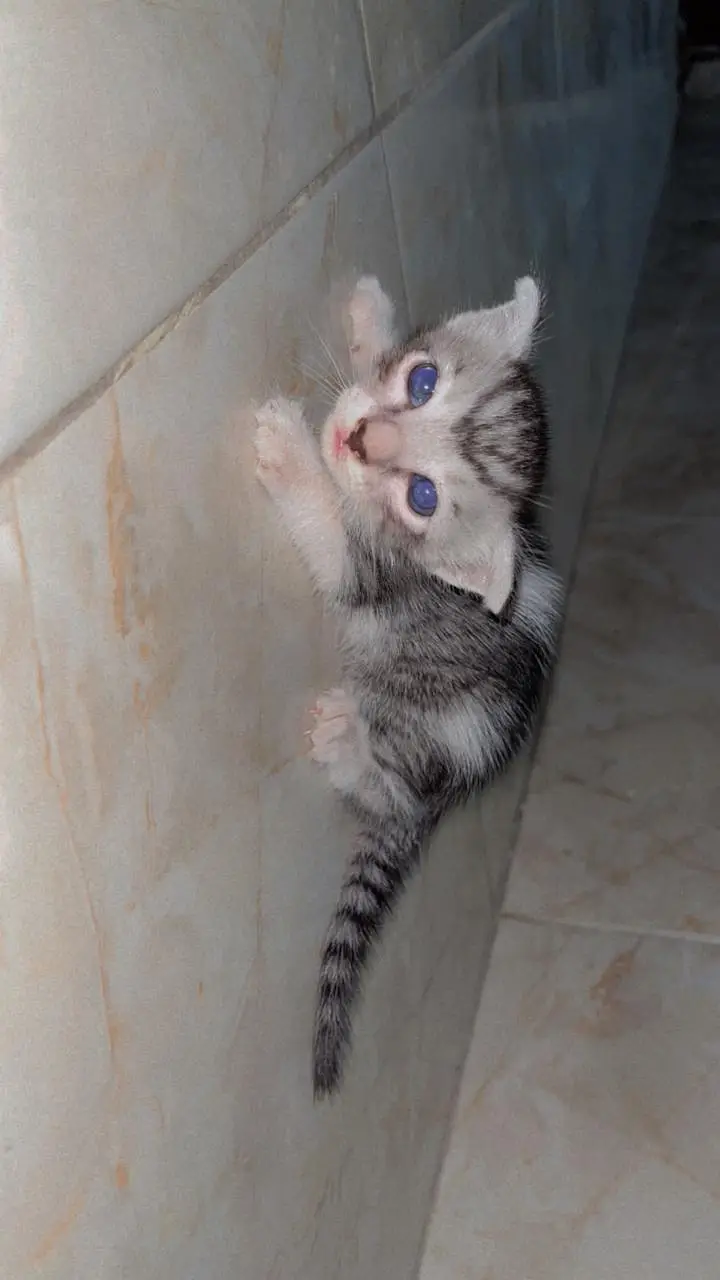 Persian cat — photo 4