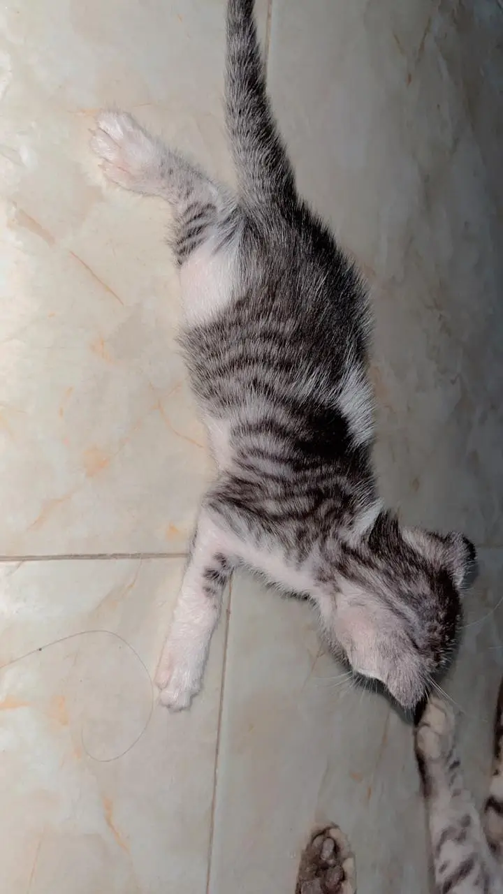 Persian cat — photo 7