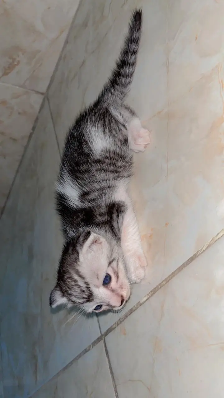 Persian cat — photo 10