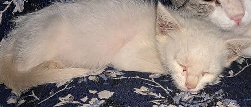Beautiful kitten (female) just in 12,000